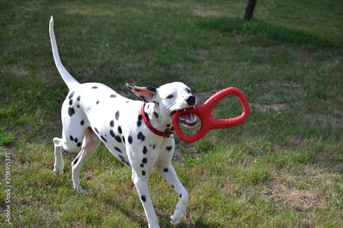 mika de la petite vallee des chiens