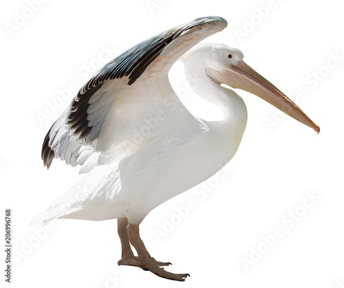 large pelican with open wings isolated on white