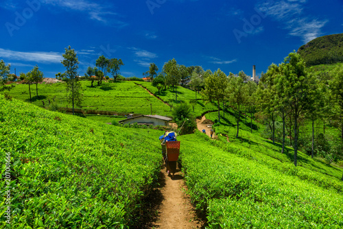 Tea plantations and factory in Sri Lanka.