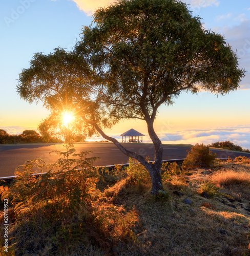 Sunset through a tree at Maido in Saint-Paul, Reunion Island