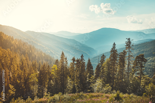 Magnificent panoramic view the coniferous forest on the mighty Carpathians Mountains and beautiful blue sky background. Beauty of wild virgin Ukrainian nature. Peacefulness.