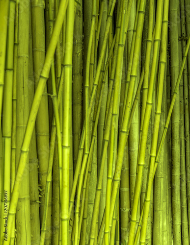bamboo stalks background