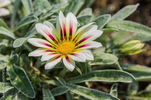 pale white and violet colored tiger gazania flower