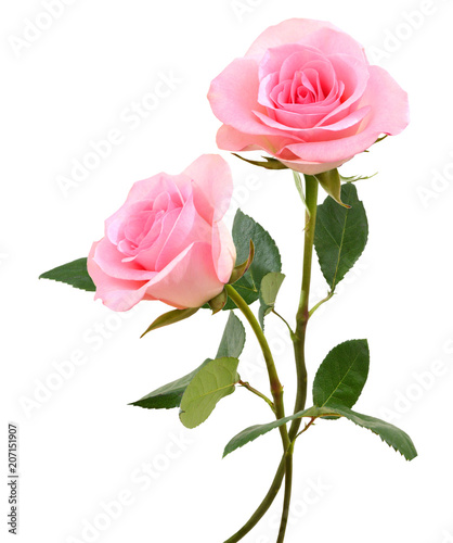 two beautiful pink rose flowers isolated on white background