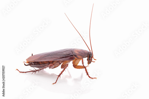 cockroach isolated on white