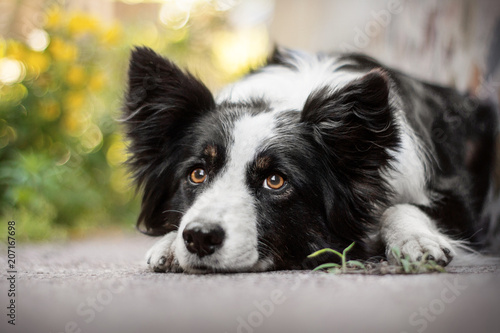 border collie dog portrait 