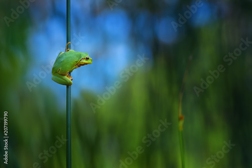 Tree frog, Hyla arborea sitting in its natural environment. Beautiful green frog with green and blue background. Spring portrait of cute amphibian.