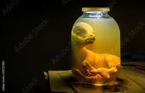 Calf embryo in glass jar with formalin. Veterinary preparation