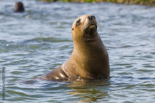 Mother sea lion, Patagonia