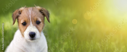 Web banner of a cute Jack Russell Terrier puppy dog as looking in the grass