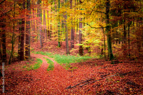 Brown and gold path in the forest at autumn, Poland