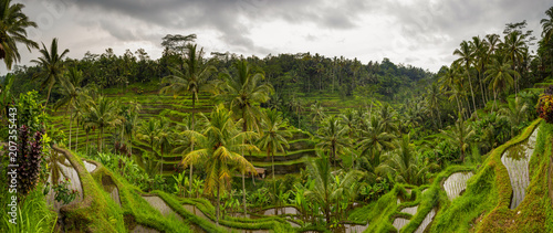 Panoramic view of Tegallalang Rice Terrace - Ubud - Bali - Indonesia