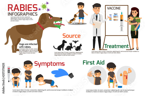 Rabies Infographics. Illustration of rabies describing symptoms and medications or vaccine. vector illustrations.