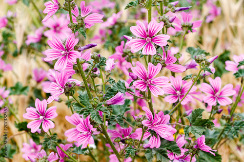 Malva sylvestris. Plantas de malva común con flores. 