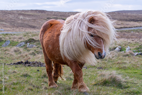 A portrait of a lone Shetland Pony on a Scottish Moor on the Shetland Islands