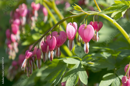 the beautiful unusual bright flowers Dicentra formosa