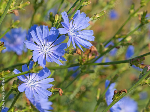 Gemeine Wegwarte, Cichorium intybus