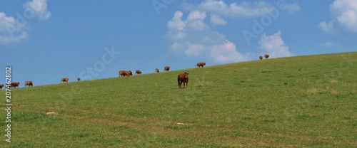 Krowy na horyzoncie