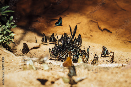 Butterflies swarm to eat minerals at Pang Sida National Park, Thailand 