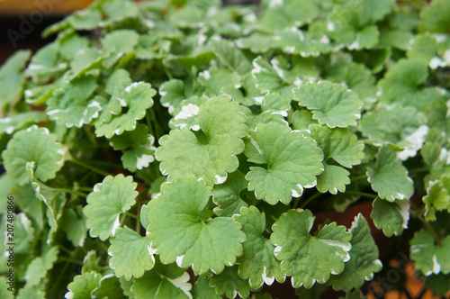 Glechoma hederacea variegata or creeping charlie green plant close up