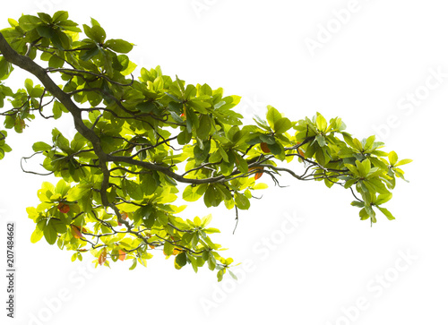 Green leaves with branch isolated on white background