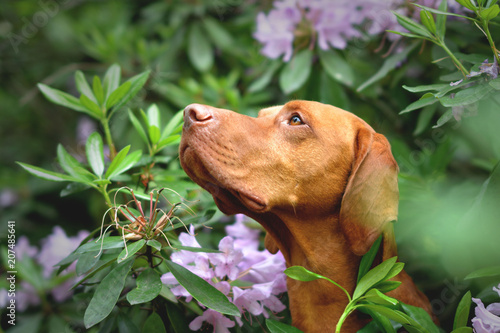 The hungarian vizsla