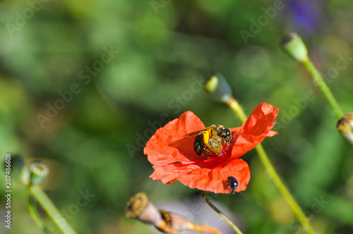 Honey bee on wild poppy flower. Bee pollinating poppy flower on meadow