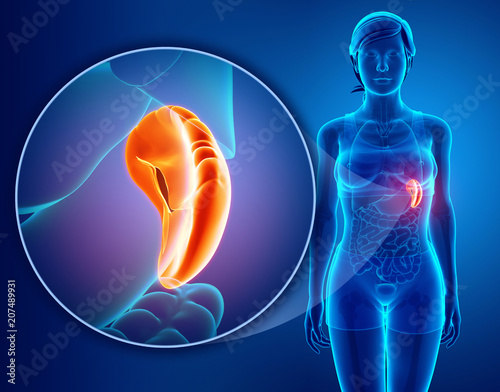 Human spleen anatomy