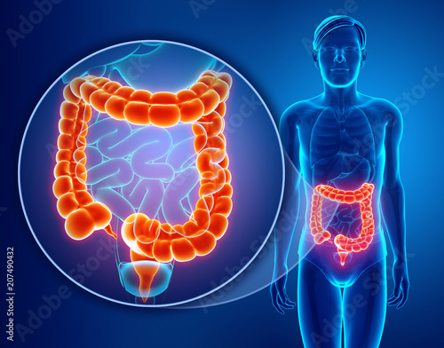 3d Render of Human Large Intestine