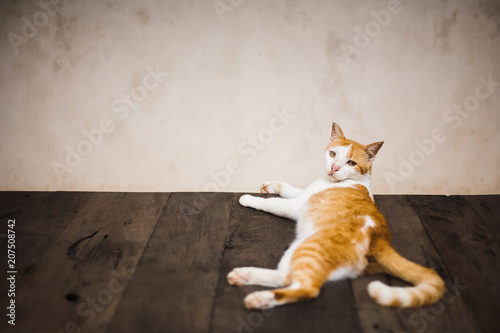 gato perezoso y pícaro tumbado sobre la mesa