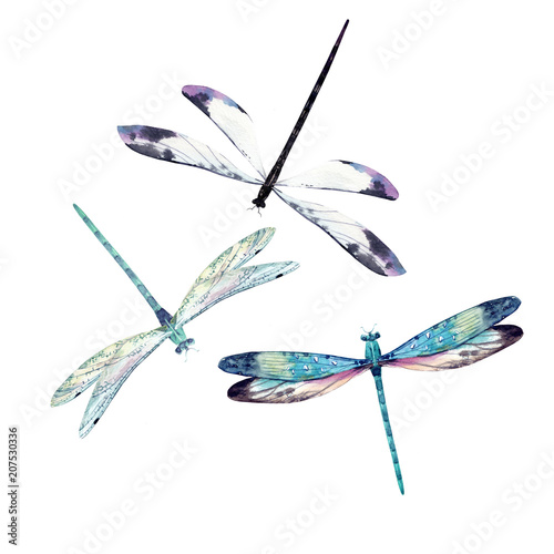 Watercolor dragonfly set