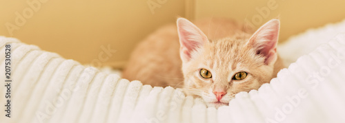 redhead kitten on a white blanket, pet, yellow eyes
