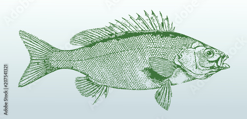 Welchs grunter, bidyanus welchi, a fish from australia in side view. Illustration after a historical lithography from the 19th century. Easy editable in layers