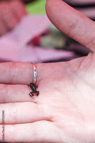 The smallest frog. Paedophryne amauensis