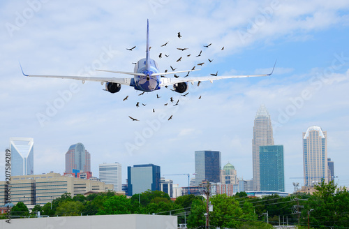 Passenger jet airliner with a flock of birds in front of it on when taking off which is extremely dangerous as they could damage a jet engine and cause a plane crash.