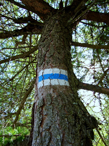 Oznaczenie niebieskiego szlaku na drzewie - trasy turystyczne w polskich Sudetach