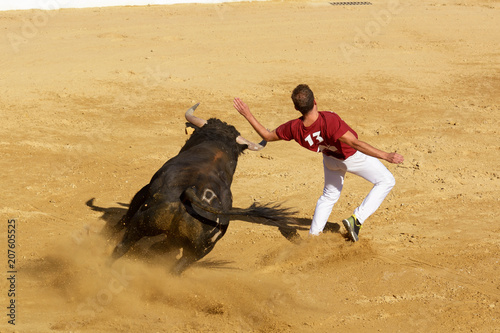 Competición con toros bravos en España. Esta competición es una forma de la tauromaquia donde la gente usa su propio cuerpo para torear