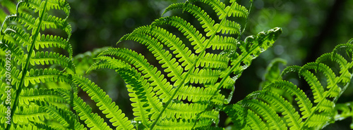 banner spring bright green fern background