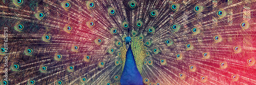 image of beautiful male peacock opening his tail, outdoors.