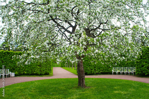 Blossoming white tree in green round garden landscape