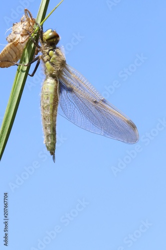 Newborn dragonfly