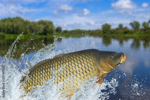 Fishing. Big carp fish jumping with splashing in water