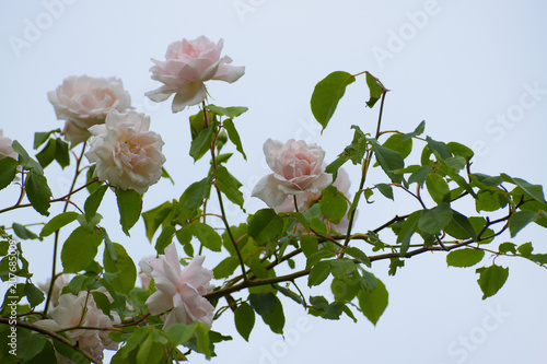 light pink flowers of the rambling or climbing rose "Madame Alfred Carriére" against the blue sky, old noisette rose bred by schwartz 1875