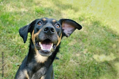 Close up picture of funny happy mixed breed black and brown dog with open mouth with wihte teeth, looking up, ear flying, blurry grass background, sunny summer day