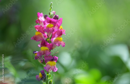 Antirrhinum cirrhigerum flower