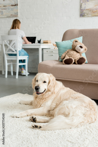 beautiful golden retriever lying on floor while owner sitting at work desk and using laptop