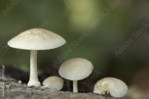 Mushroom, Trishna, Tripura , India