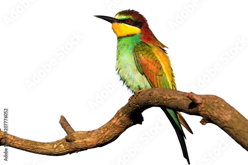 exotic bird sitting on a branch isolated on a white background