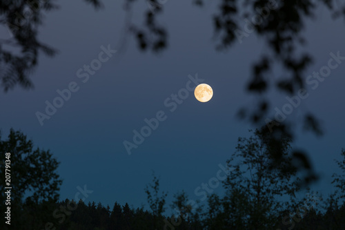 Full moon at night sky and trees