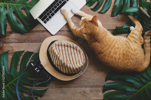 Ginger cat acts as human working on laptop computer on rustic wood grunge background with tropical leaves Monstera, hat and retro style camera, freelance work from home and digital nomad concepts.